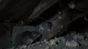 jak myszy wchodzą na strych