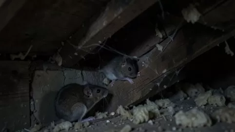 jak myszy wchodzą na strych